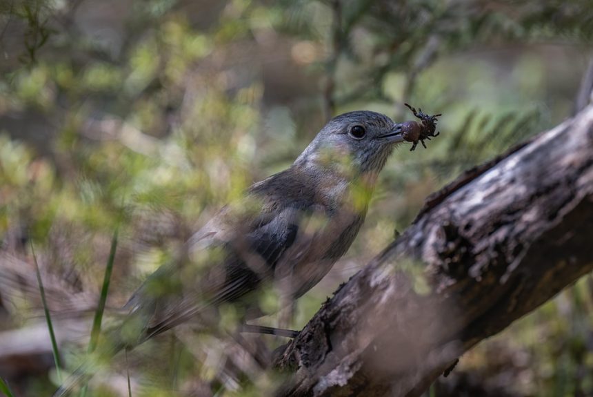 grey-shrikethrush-7540765_960_720.jpg Capturando Éxitos: Fotografía Profesional de Eventos Corporativos en Cabo San Lucas | Fotografía Profesional y Momentos Especiales en Baja California Sur