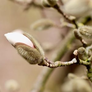 Despertar ciudadano: Cómo Cabo San Lucas está redefiniendo el liderazgo comunitario | Liderazgo Ciudadano y Transformación en Baja California Sur