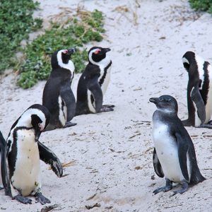 penguin-1219217_960_720.jpg Cabo San Lucas y la Criminalística Digital: Estrategias para Proteger a la Comunidad | Seguridad en Baja California Sur