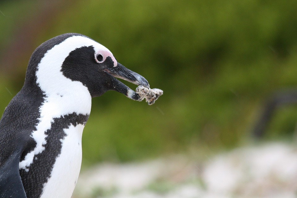 penguin-5954011_960_720.jpg Cabo San Lucas en acción: Historias de participación comunitaria | Liderazgo Ciudadano y Transformación en Baja California Sur