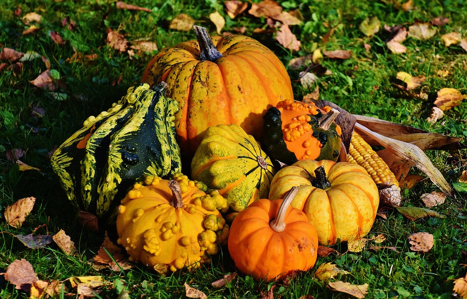 pumpkins-1712841_960_720.jpg Acción ciudadana en Cabo San Lucas: Proyectos que inspiran | Liderazgo Ciudadano y Transformación en Baja California Sur