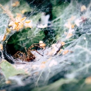 spider-4329204_960_720.jpg Casos Reales de Fraude Electrónico en Baja California Sur: Lecciones Aprendidas y Prevención | Seguridad en Baja California Sur