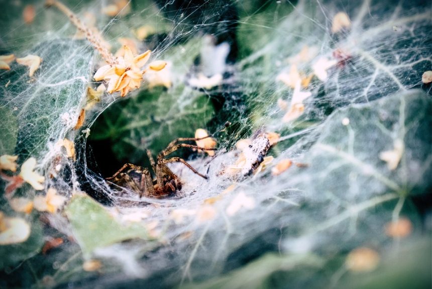 spider-4329204_960_720.jpg Casos Reales de Fraude Electrónico en Baja California Sur: Lecciones Aprendidas y Prevención | Seguridad en Baja California Sur