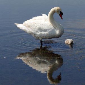 swan-4322152_960_720.jpg La Importancia del Trabajo Comunitario en la Reducción de la Violencia en Cabo San Lucas | Seguridad en Baja California Sur