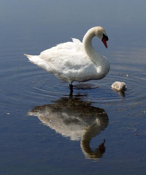 swan-4322152_960_720.jpg La Importancia del Trabajo Comunitario en la Reducción de la Violencia en Cabo San Lucas | Seguridad en Baja California Sur