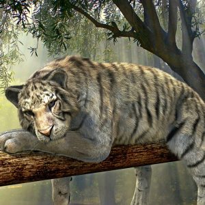 tiger-1098607_960_720.jpg Iniciativas Locales de Prevención de la Violencia: Construyendo un Cabo San Lucas Más Seguro | Seguridad en Baja California Sur