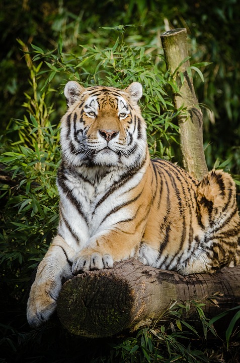 tiger-1851653_960_720.jpg Iniciativas Ciudadanas: Diario de un Cambio Positivo en Cabo San Lucas | Liderazgo Ciudadano y Transformación en Baja California Sur