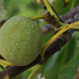 walnuts-3686124_960_720.jpg Investigaciones Digitales: Claves de la Criminalística para Fortalecer la Seguridad Pública | Seguridad en Baja California Sur