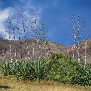 Cabo San Lucas Activo: Fomentando la Inclusión a Través del Ejercicio | Inclusión Social y Transformación en Baja California Sur