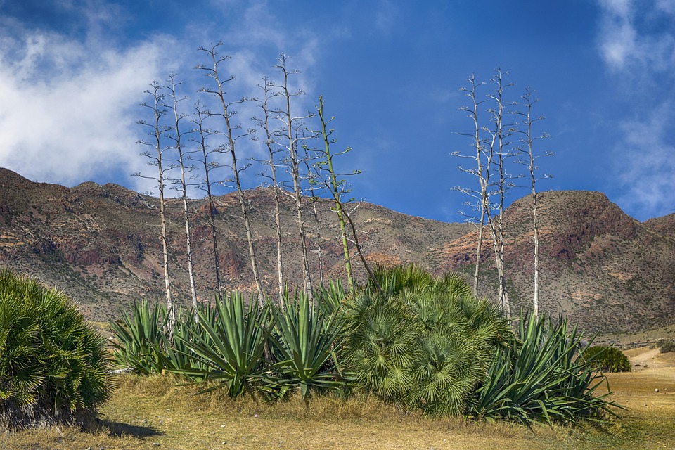 Cabo-San-Lucas-Activo-Fomentando-la-Inclusion-a-Traves-del.jpg Cabo San Lucas Activo: Fomentando la Inclusión a Través del Ejercicio | Inclusión Social y Transformación en Baja California Sur
