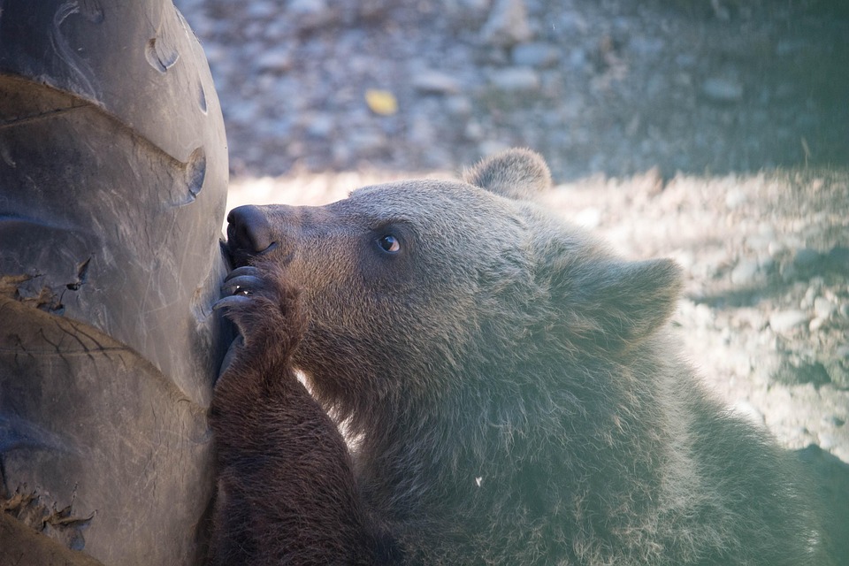 bear-3730920_960_720.jpg Momentos Mágicos en Cabo: Guía para Fotografía Profesional en Redes Sociales | Fotografía Profesional y Momentos Especiales en Baja California Sur