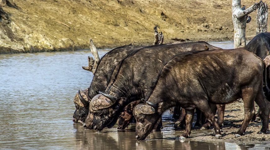 cape-buffalo-4823806_960_720.jpg Cabo San Lucas: Cultivando Líderes Comunitarios para un Futuro Sostenible | Liderazgo Ciudadano y Transformación en Baja California Sur