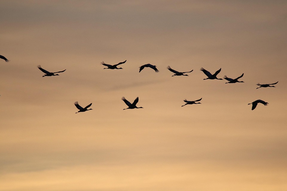 common-cranes-7559487_960_720.jpg Delitos Comunes en Eventos Turísticos: ¿Cómo Prevenirlos? | Seguridad en Baja California Sur
