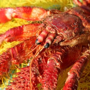 crete-3492613_960_720.jpg Captura la Magia de Cabo San Lucas: Sesiones Fotográficas Personalizadas para Cada Ocasión | Fotografía Profesional y Momentos Especiales en Baja California Sur
