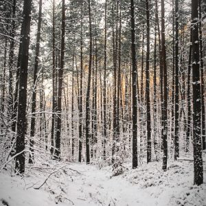 forest-9322222_960_720.jpg Explora Cabo San Lucas a Través de tu Lente: Sesiones Fotográficas a Tu Medida | Fotografía Profesional y Momentos Especiales en Baja California Sur