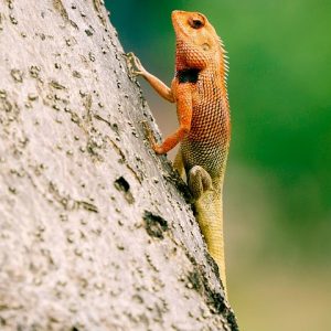 lizard-8796682_960_720.jpg Fotografía Profesional en Cabo San Lucas: Personaliza tu Sesión y Captura tu Esencia | Fotografía Profesional y Momentos Especiales en Baja California Sur