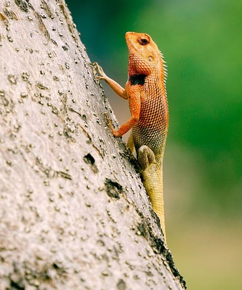lizard-8796682_960_720.jpg Fotografía Profesional en Cabo San Lucas: Personaliza tu Sesión y Captura tu Esencia | Fotografía Profesional y Momentos Especiales en Baja California Sur