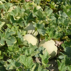 melons-1808135_960_720.jpg Historias Capturadas: Servicios de Fotografía Personalizada en Cabo San Lucas | Fotografía Profesional y Momentos Especiales en Baja California Sur