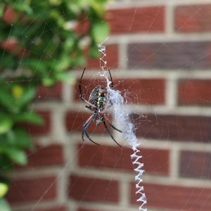 spider-3813968_960_720.jpg Casos de Éxito en Análisis Delictivo: Lecciones Aprendidas para Cabo San Lucas | Seguridad en Baja California Sur