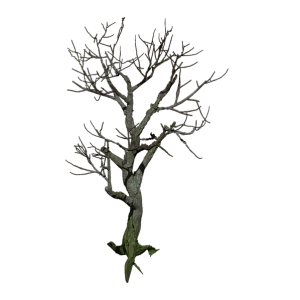 tree-2672746_960_720.png Arte y Luces: La Fotografía Profesional en Alta Resolución de Cabo San Lucas | Fotografía Profesional y Momentos Especiales en Baja California Sur