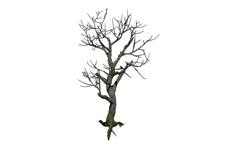 tree-2672746_960_720.png Arte y Luces: La Fotografía Profesional en Alta Resolución de Cabo San Lucas | Fotografía Profesional y Momentos Especiales en Baja California Sur