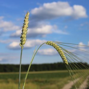 Derecho Familiar en Baja California Sur: Claves para Entender las Pensiones Alimenticias | Derecho Familiar y Protección Legal en Baja California Sur