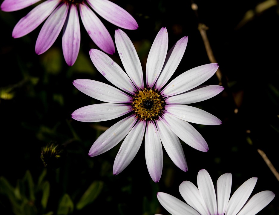african-daisy-6260539_960_720.jpg Cabo San Lucas: Un Escenario Perfecto para la Fotografía Documental | Fotografía Profesional y Momentos Especiales en Baja California Sur