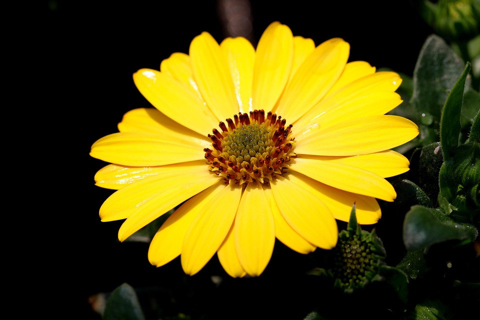 african-daisy-6281468_960_720.jpg Cabo San Lucas: Un Faro de Acción Ciudadana Transformadora | Liderazgo Ciudadano y Transformación en Baja California Sur