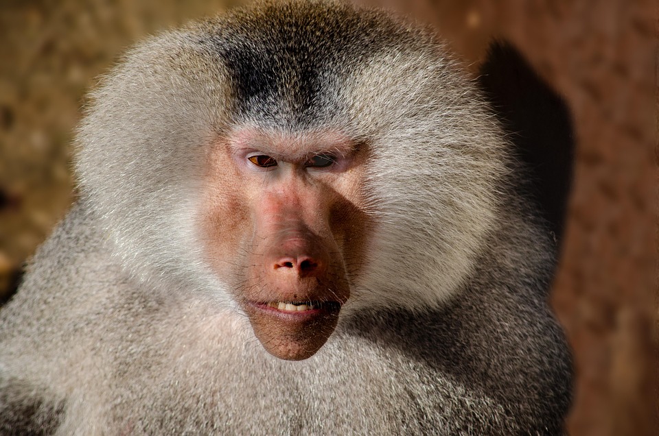 baboon-7506848_960_720.jpg Cabo San Lucas a Través del Lente: Historias Visuales de Momentos Inolvidables | Fotografía Profesional y Momentos Especiales en Baja California Sur