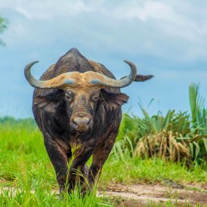 buffalo-6351352_960_720.jpg Cabo San Lucas: Un Paraíso para la Fotografía de Bodas y Momentos Únicos | Fotografía Profesional y Momentos Especiales en Baja California Sur