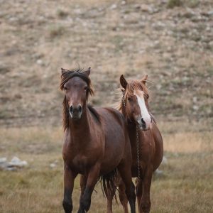 equine-friendship-9063536_960_720.jpg Momentos Mágicos: Fotografía de Aventura en Cabo San Lucas | Fotografía Profesional y Momentos Especiales en Baja California Sur