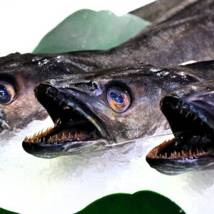 Capturando Cabo: Estrategias de Postproducción para Fotógrafos del Destino | Fotografía Profesional y Momentos Especiales en Baja California Sur