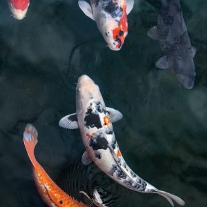 fish-5265096_960_720.jpg El papel del Especialista en Inteligencia Criminal en la protección de Cabo San Lucas: Un enfoque local | Seguridad en Baja California Sur