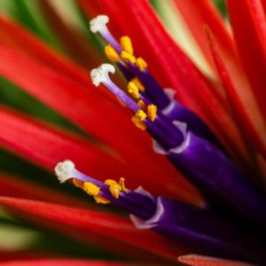flower-5182913_960_720.jpg La Importancia de la Seguridad en Comerciales: Prevención de Delitos en Cabo San Lucas | Seguridad en Baja California Sur