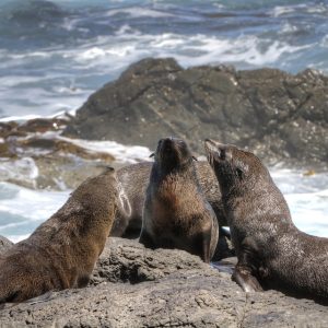 Cabo San Lucas en Movimiento: Un Ejemplo de Gobernanza Participativa | Liderazgo Ciudadano y Transformación en Baja California Sur