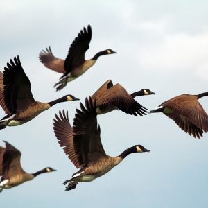 geese-1990202_960_720.jpg Formación en Detección de Sabotaje: Capacitando a la Policía Local y Ciudadanos en Cabo San Lucas | Seguridad en Baja California Sur