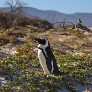 penguini-2475049_960_720.jpg Cabo San Lucas a Través de Lentes: Un Viaje Fotográfico Inolvidable | Fotografía Profesional y Momentos Especiales en Baja California Sur