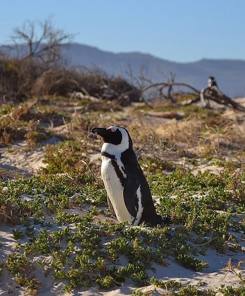 Cabo San Lucas a Través de Lentes: Un Viaje Fotográfico Inolvidable | Fotografía Profesional y Momentos Especiales en Baja California Sur