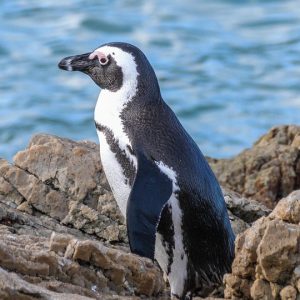 Cabo San Lucas: Un Oasis de Inspiración para Fotógrafos Versátiles | Fotografía Profesional y Momentos Especiales en Baja California Sur
