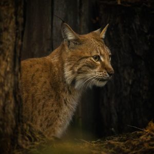 cat-7570252_960_720.jpg Cautivando con Fotografías: La Fauna Marina de Cabo San Lucas | Fotografía Profesional y Momentos Especiales en Baja California Sur