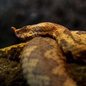 snake-8349951_960_720.jpg Fotografía Profesional en Cabo San Lucas: La Magia de la Versatilidad | Fotografía Profesional y Momentos Especiales en Baja California Sur