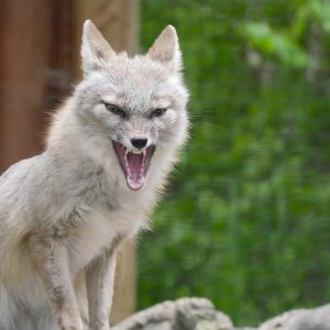 wolf-4509309_960_720.jpg Capturando la Esencia de Cabo San Lucas: Un Fotógrafo Versátil en Acción | Fotografía Profesional y Momentos Especiales en Baja California Sur